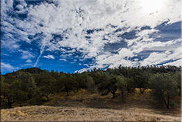 LOS OLIVOS
