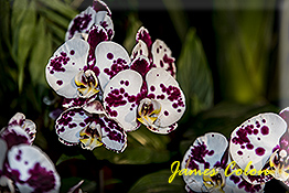 ORCHIDS