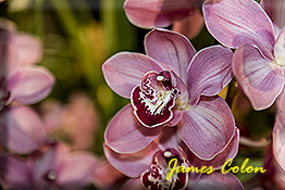 ORCHIDS