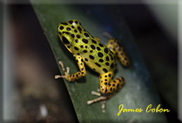 POISON DARTFROGS
