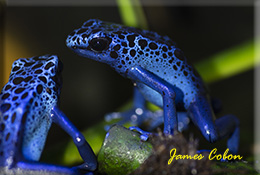 POISON DARTFROGS