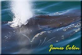 WHALES